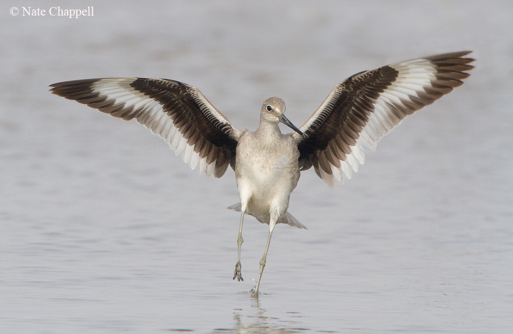 Willet Touchdown