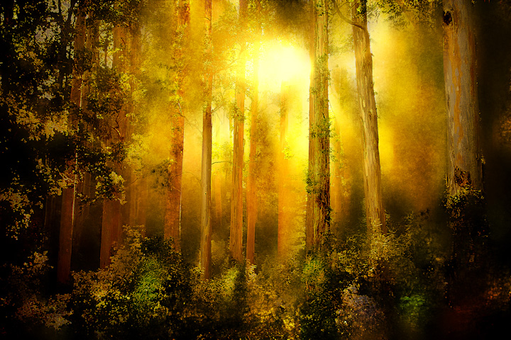 Enchanted