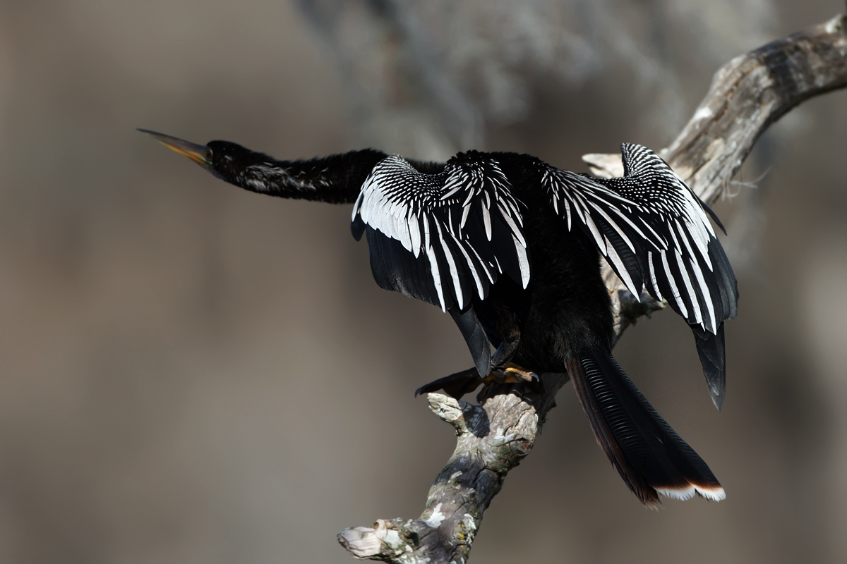 Anhinga