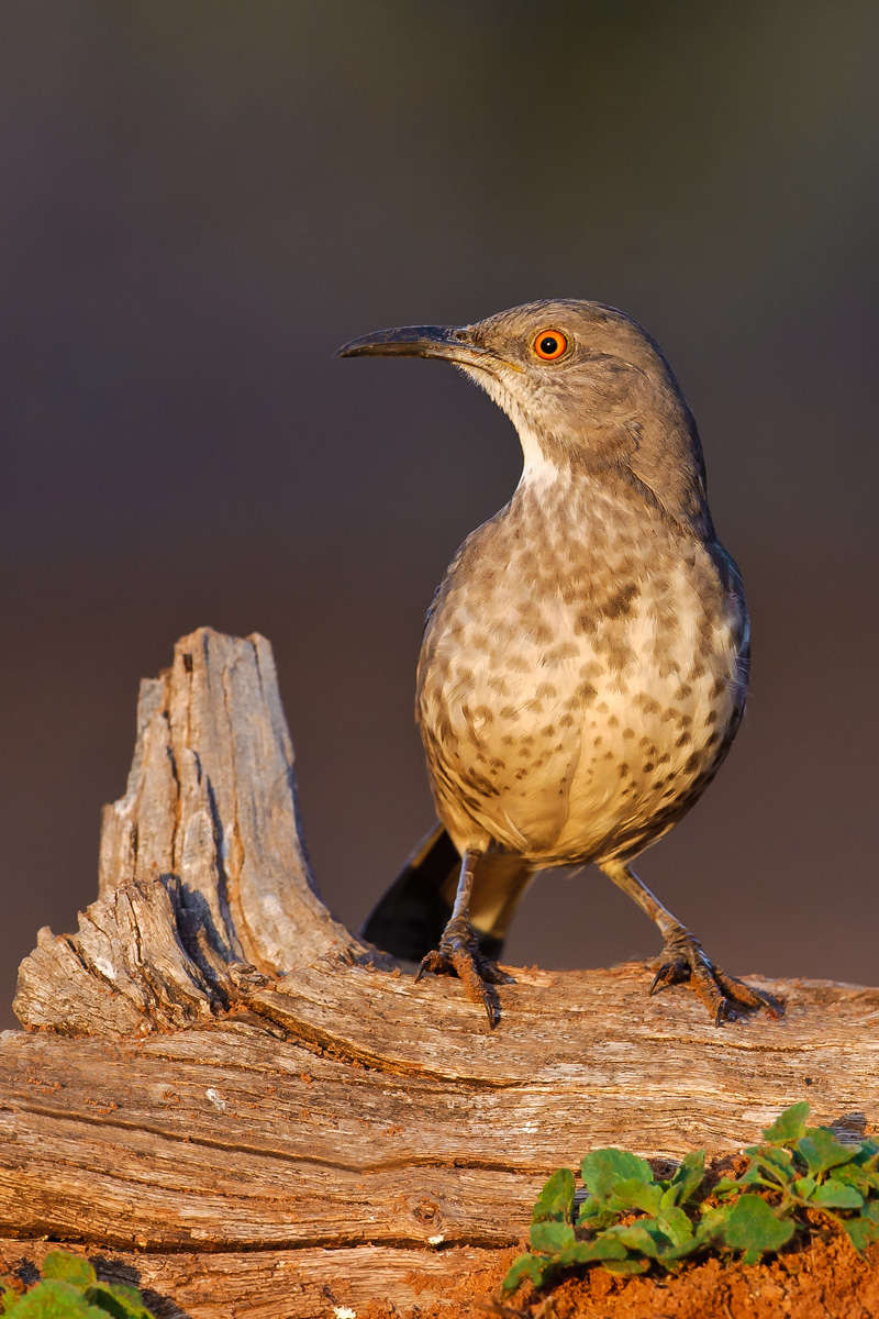 Curve-billed Thrasher