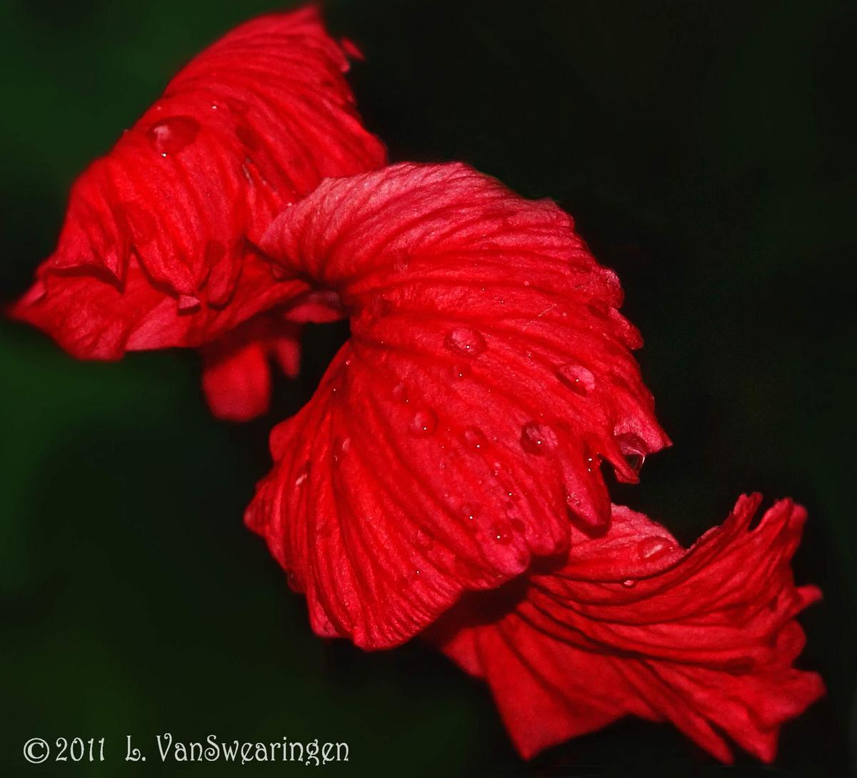 Flamenco Dancer