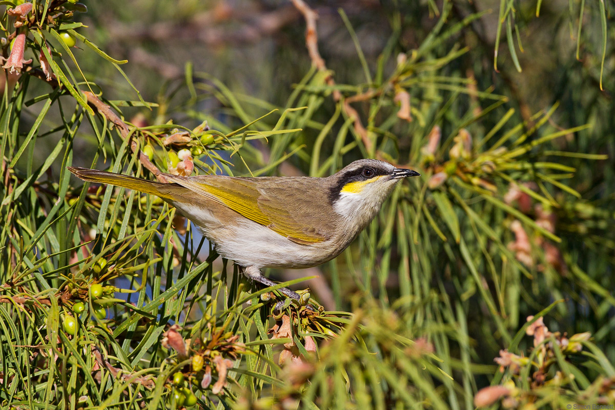Singing Honeyeater