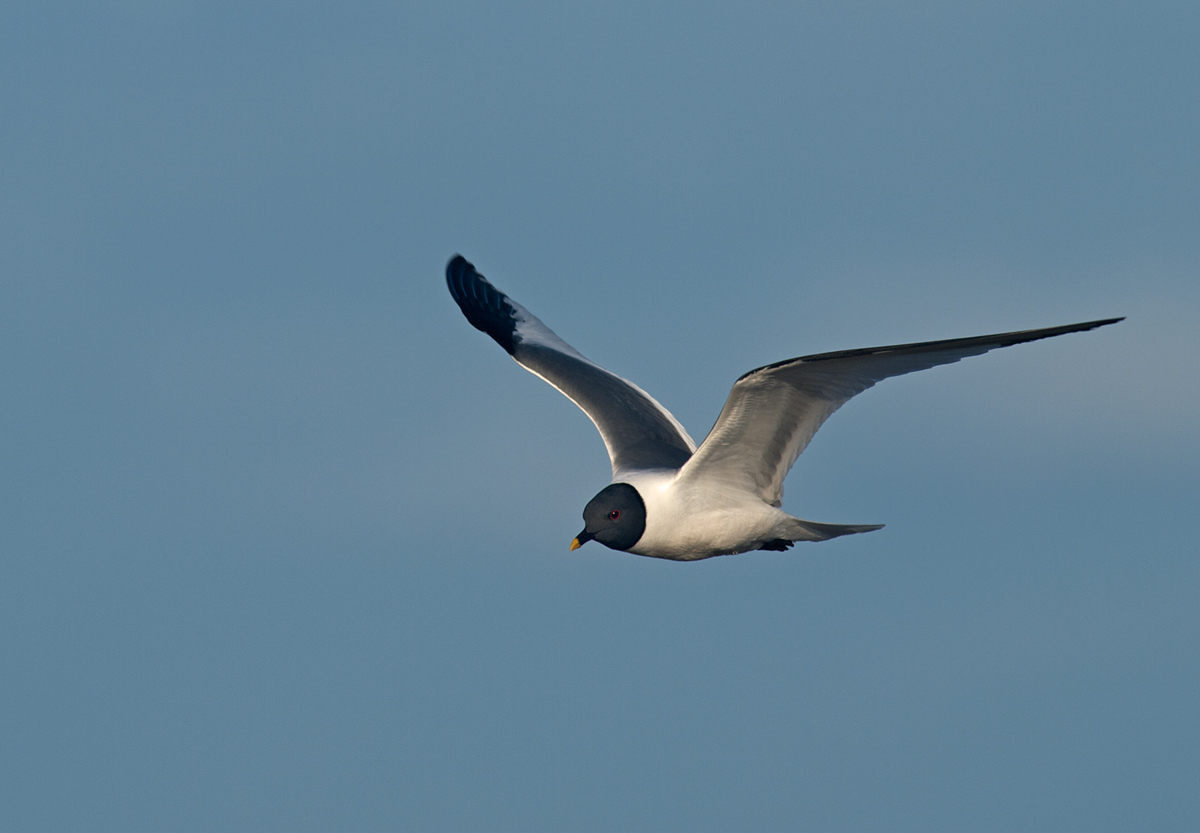 Sabine's Gull