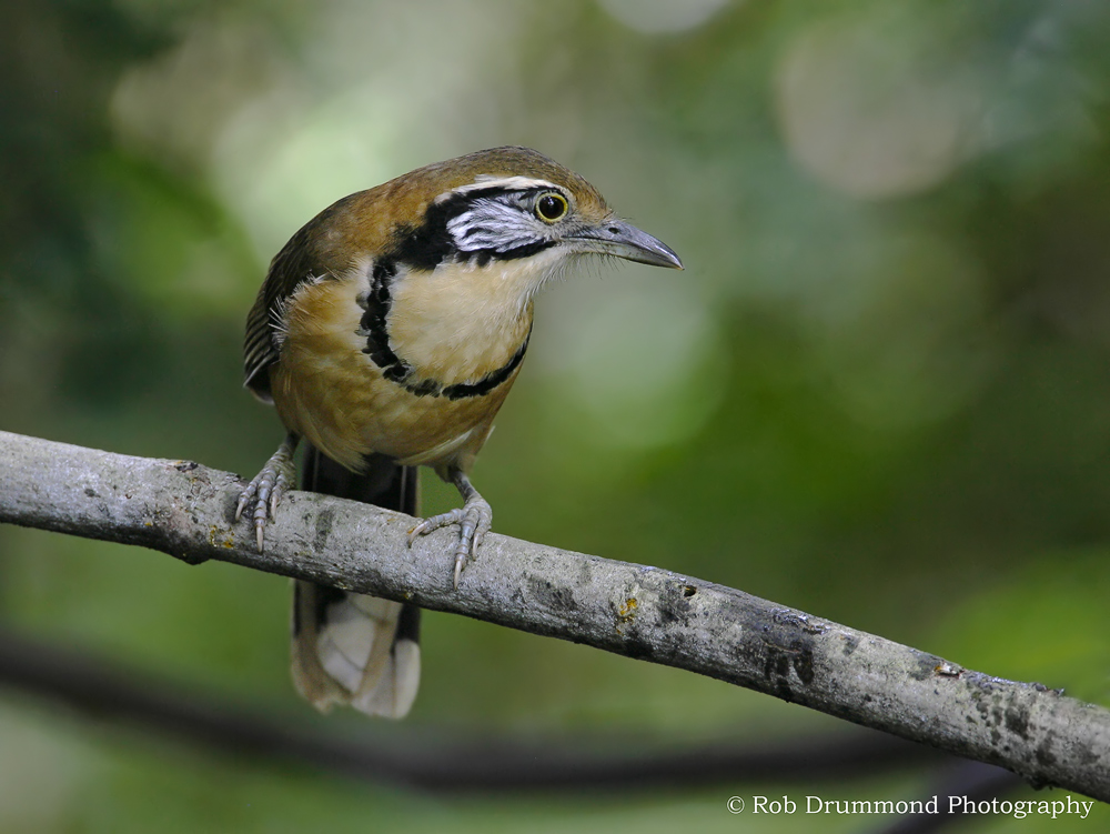 Laughingthrush