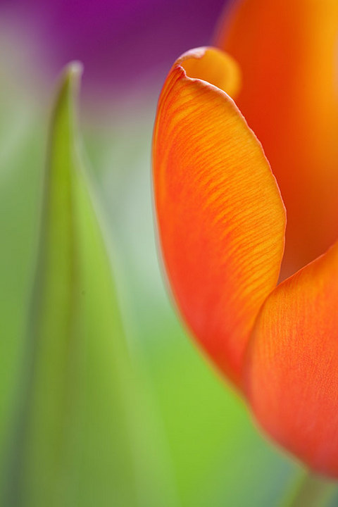 splash of colors