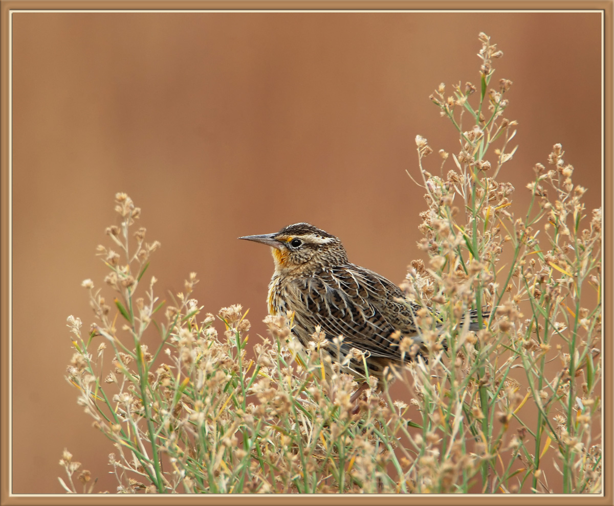 Meadowlark w/ Edit