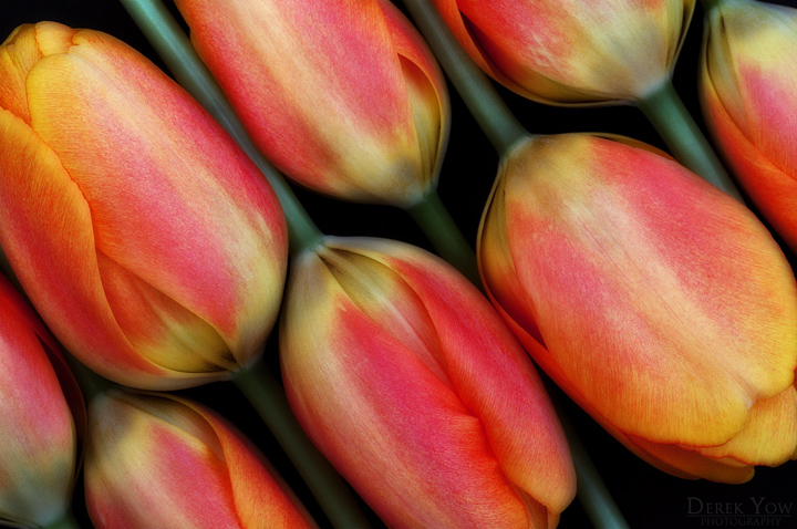 Tulips