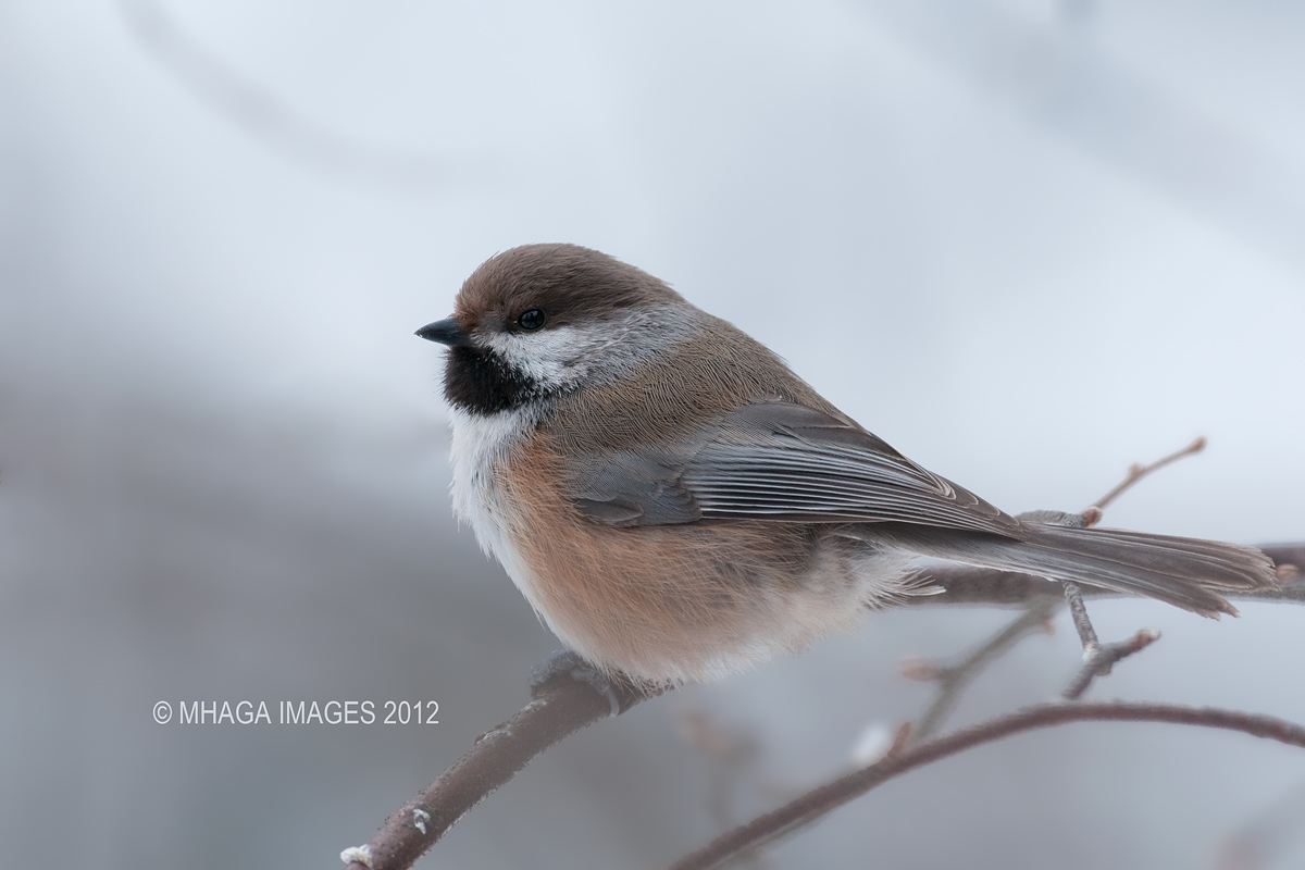 Boreal Chickadee + repost