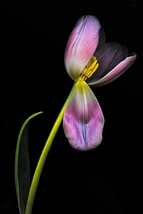 Glistening Tulip