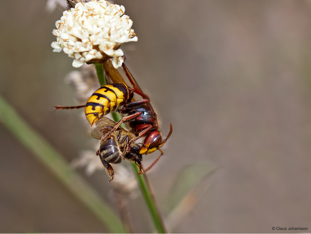 European Hornet, bee Eater