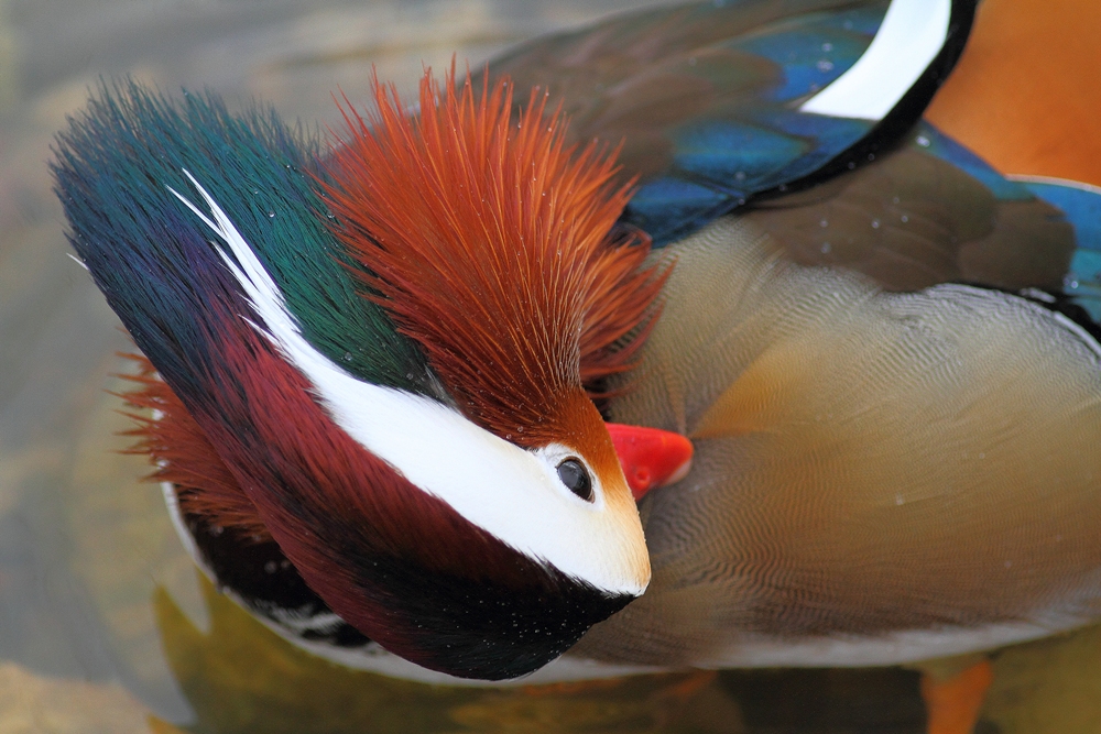 Mandarin closeup