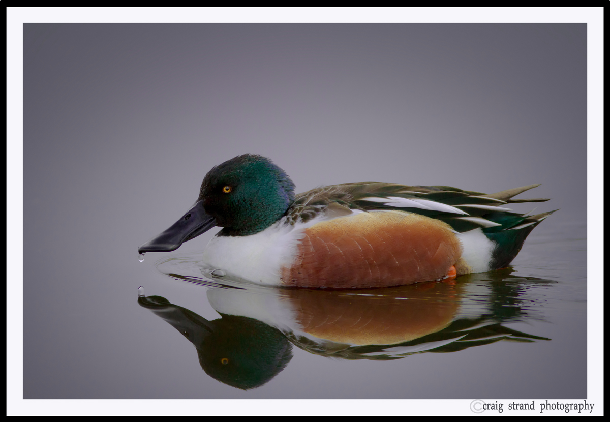 Northern Shoveler