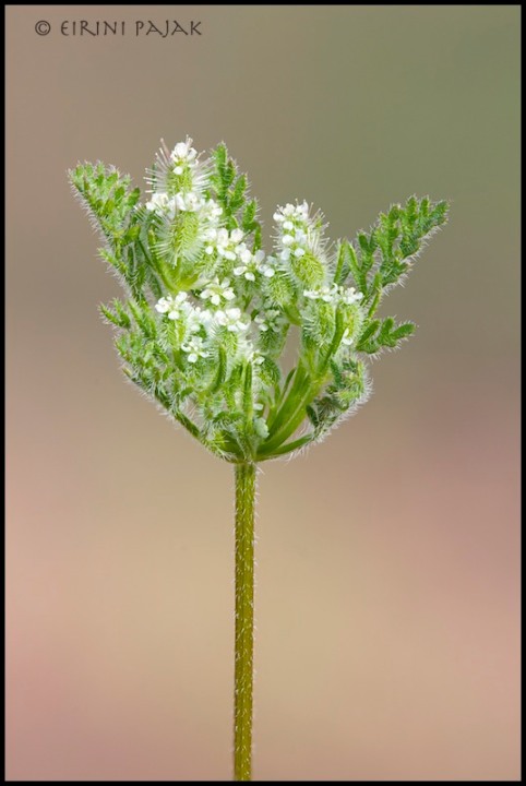 Wild Carrot