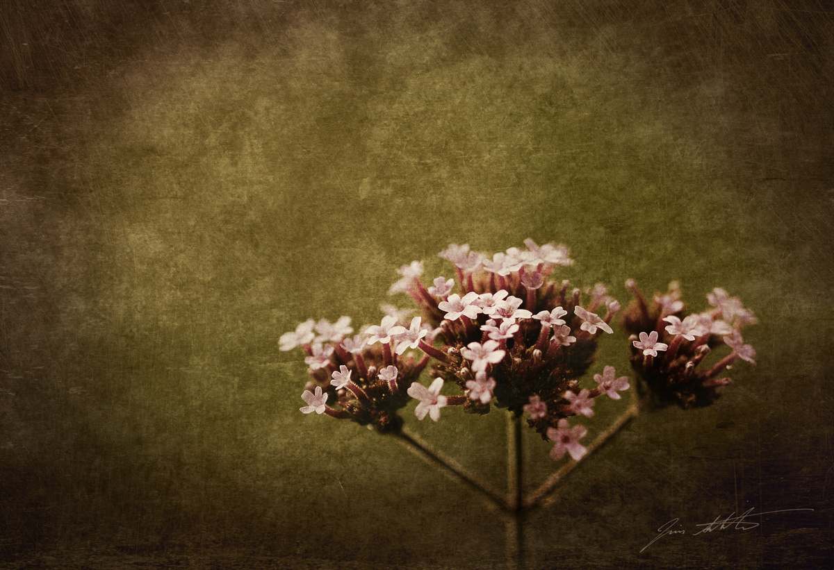 Solitary Woodruff