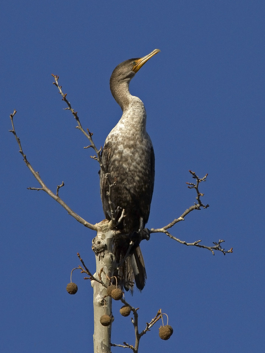 Tree Top Cormorant