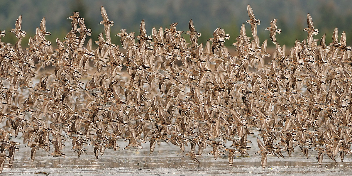 More Shorebirds