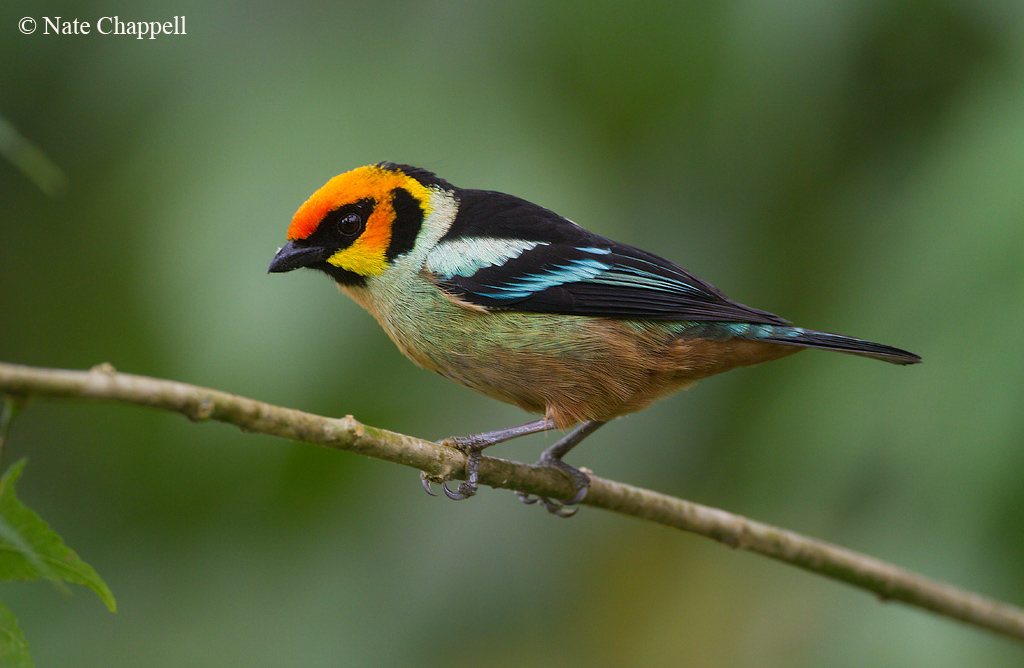 Flame-faced Tanager
