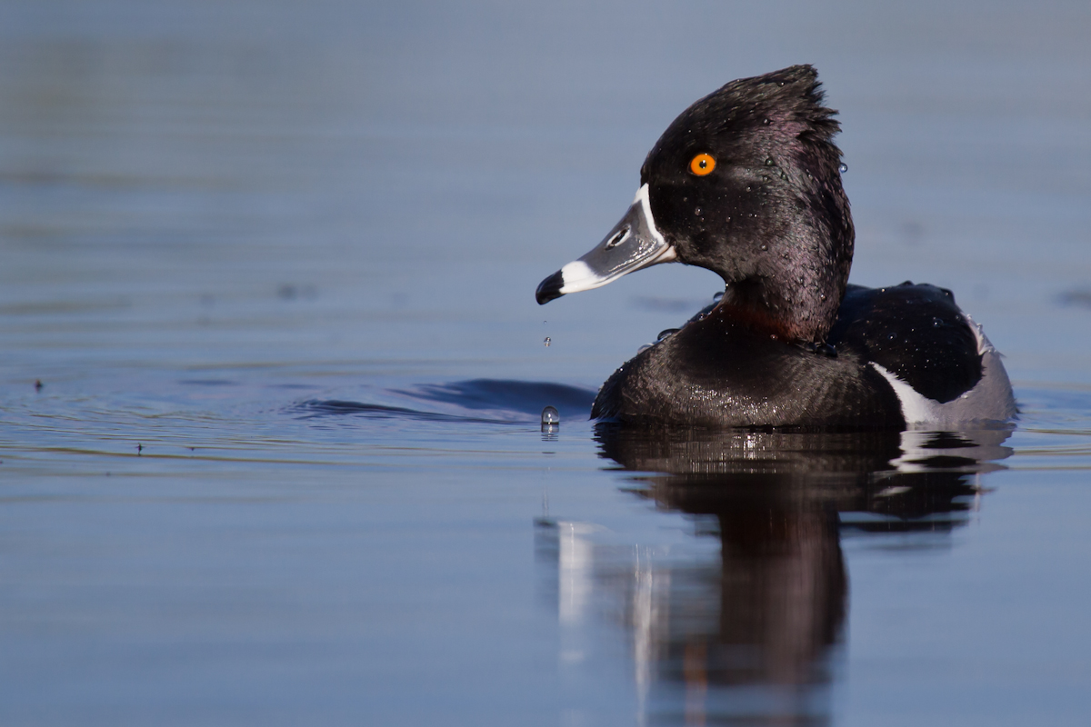 Ring-Necked Duck