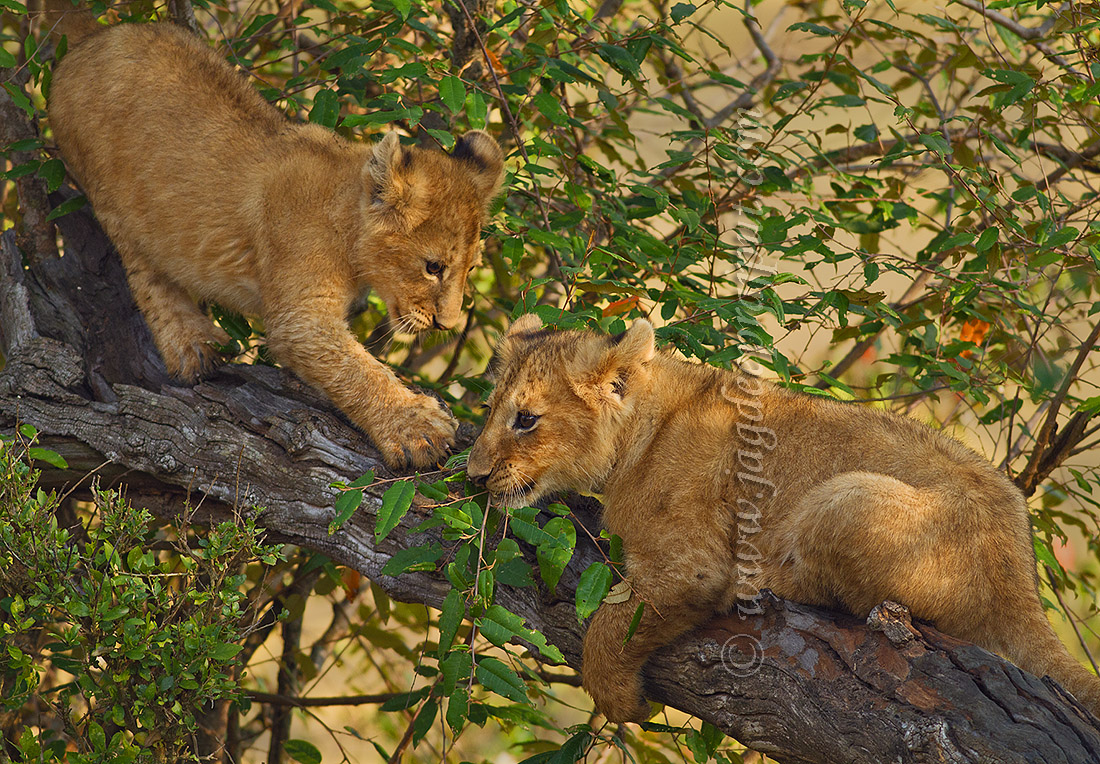 Cubs at the tree top