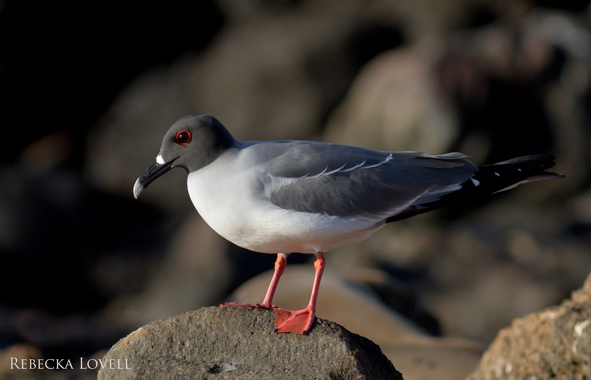 Nocturnal Gull