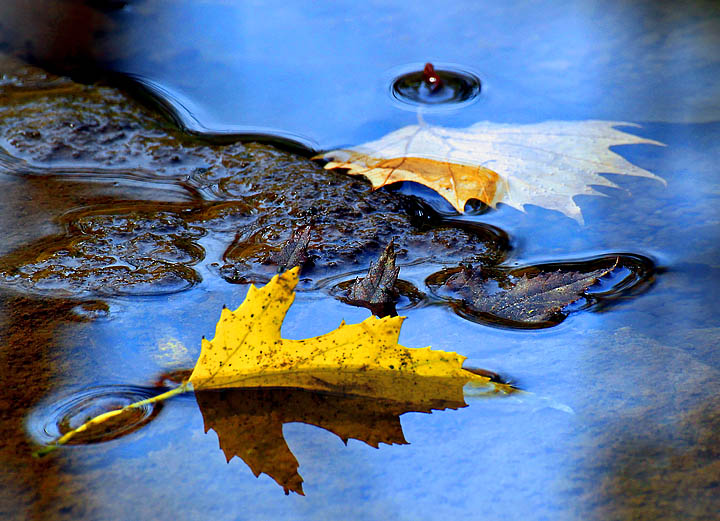 Fall along the creek