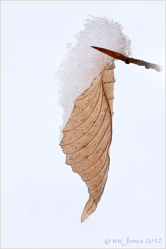 Fluffy-topped Beech