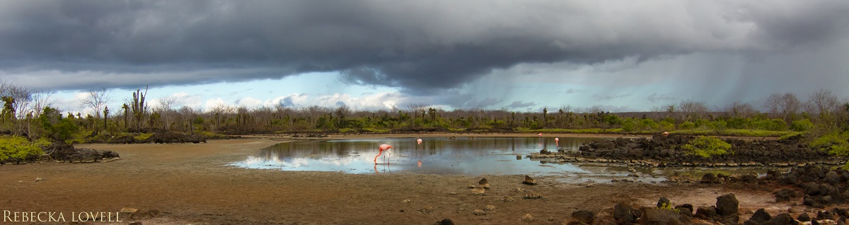 Flamingoscape