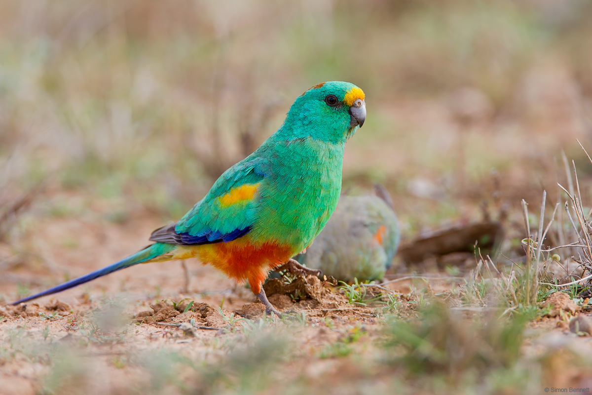 Mulga Parrot