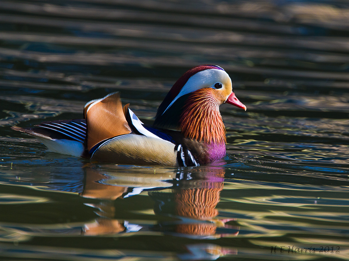 Mandarin Duck