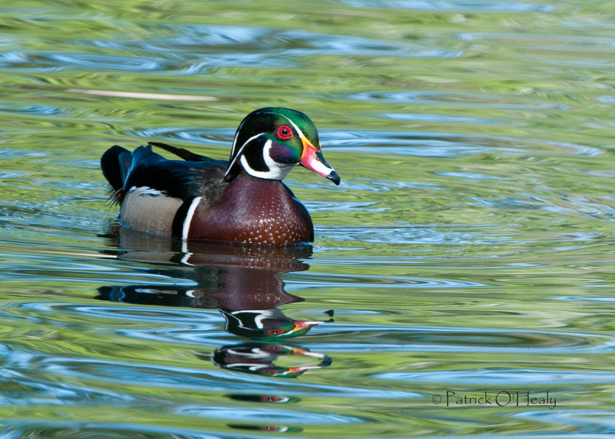 Wood Duck