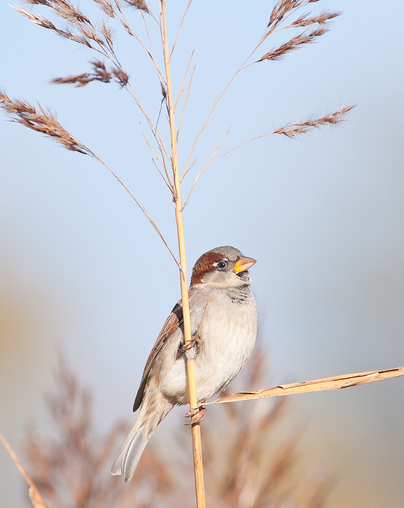 House Sparrow-repost