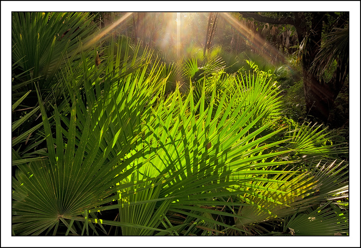 Palmetto Awakening
