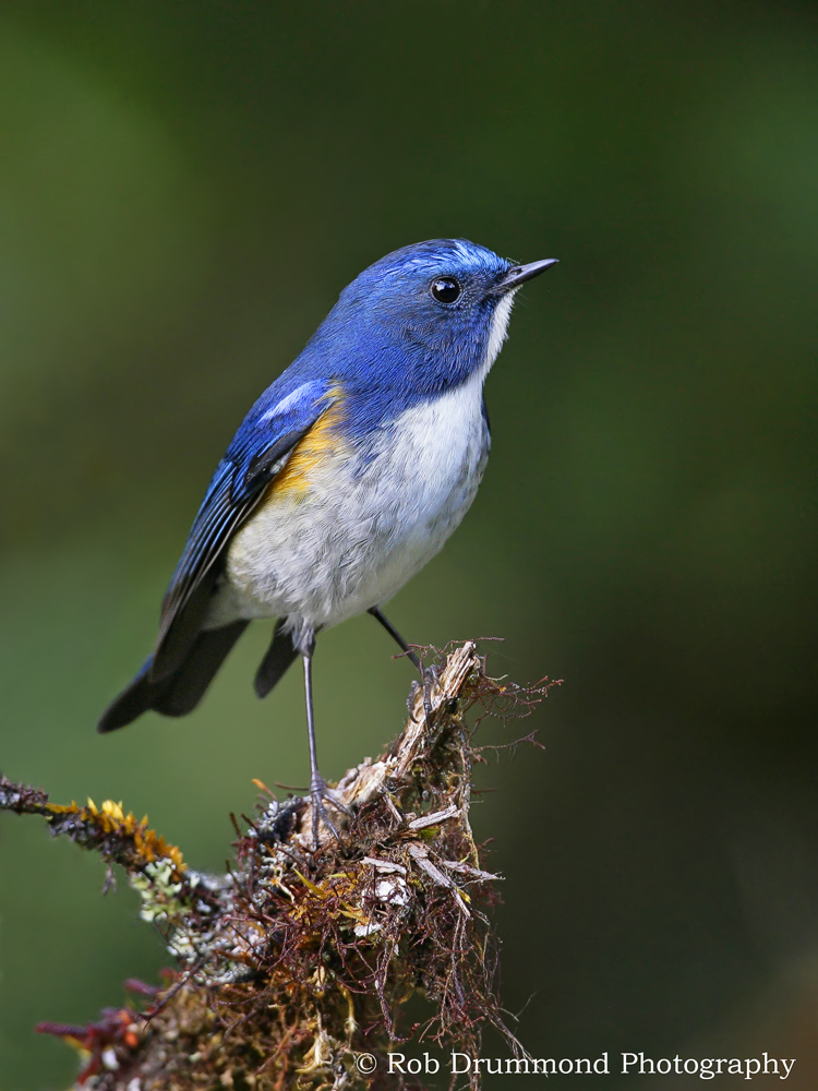 Bush Robin