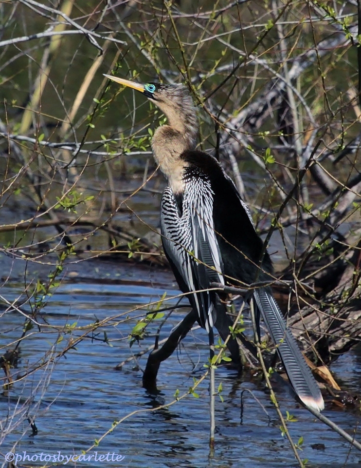 Anhinga