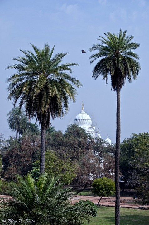Palm Trees from Delhi/Repost
