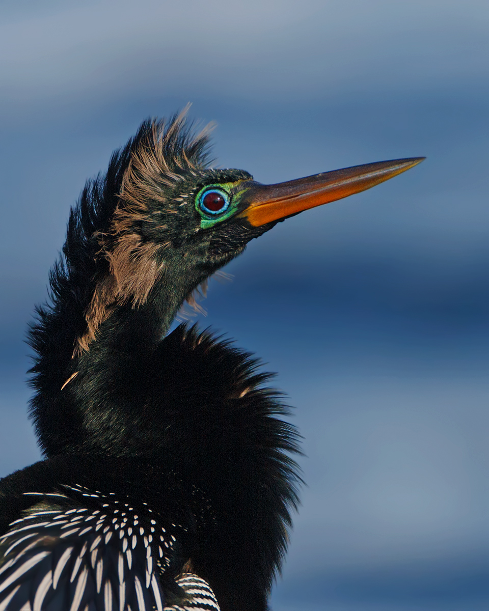Anhinga