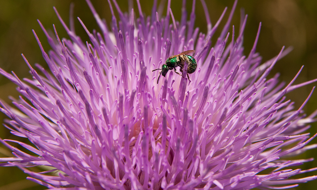 Thistle Plus