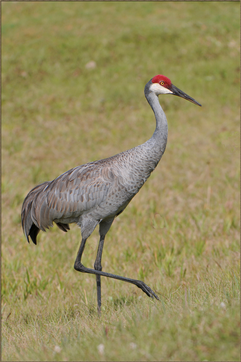 Sandhill