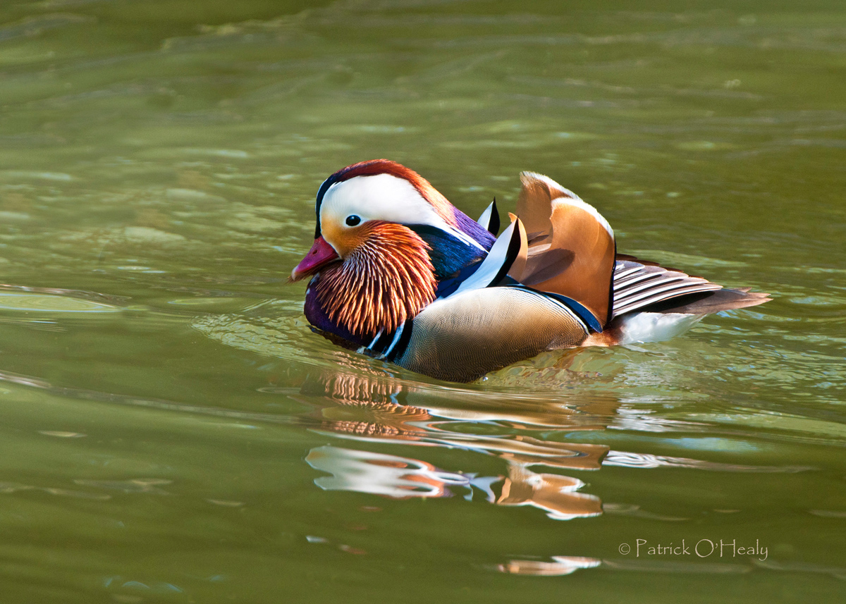 Mandarin Duck