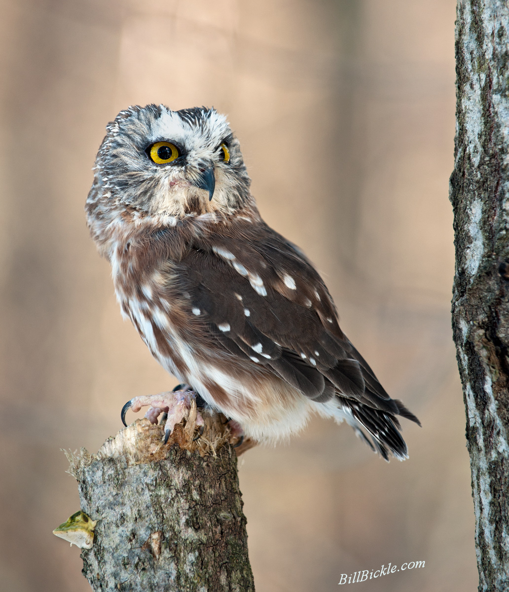 Northern Saw-whet Owl