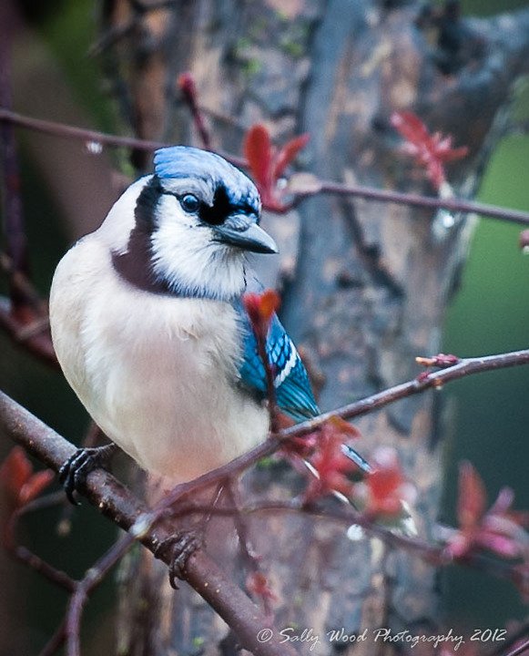 Curious Blue Jay