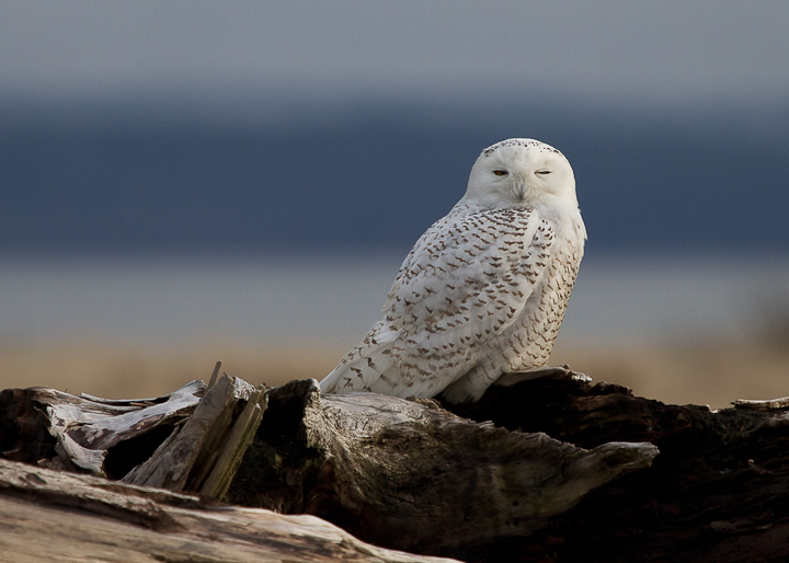 Snowy Owl Slumber
