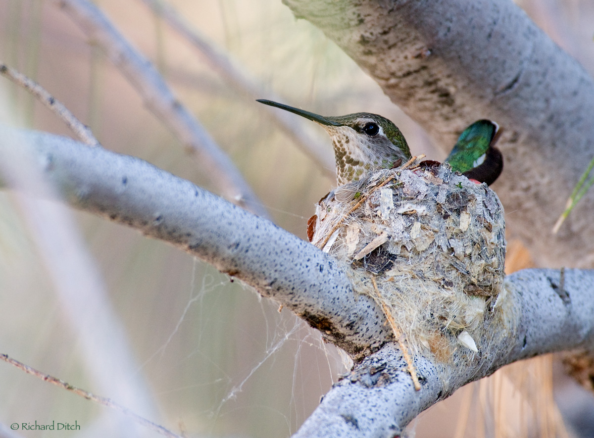Anna's Hummingbird