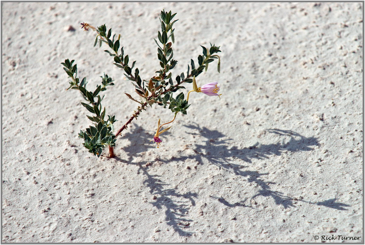 Desert Beauty #2