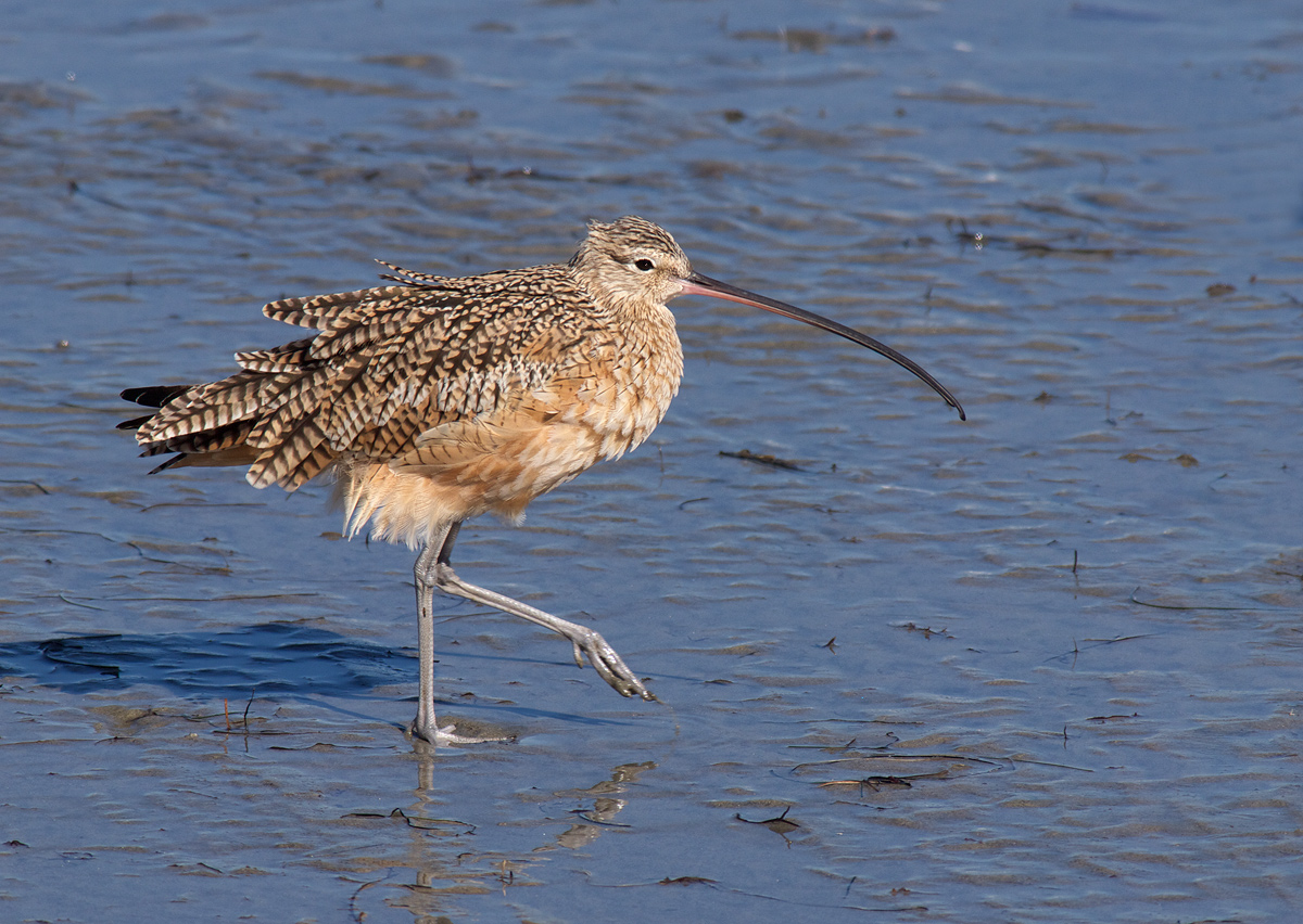 Curlew with a Tailwind