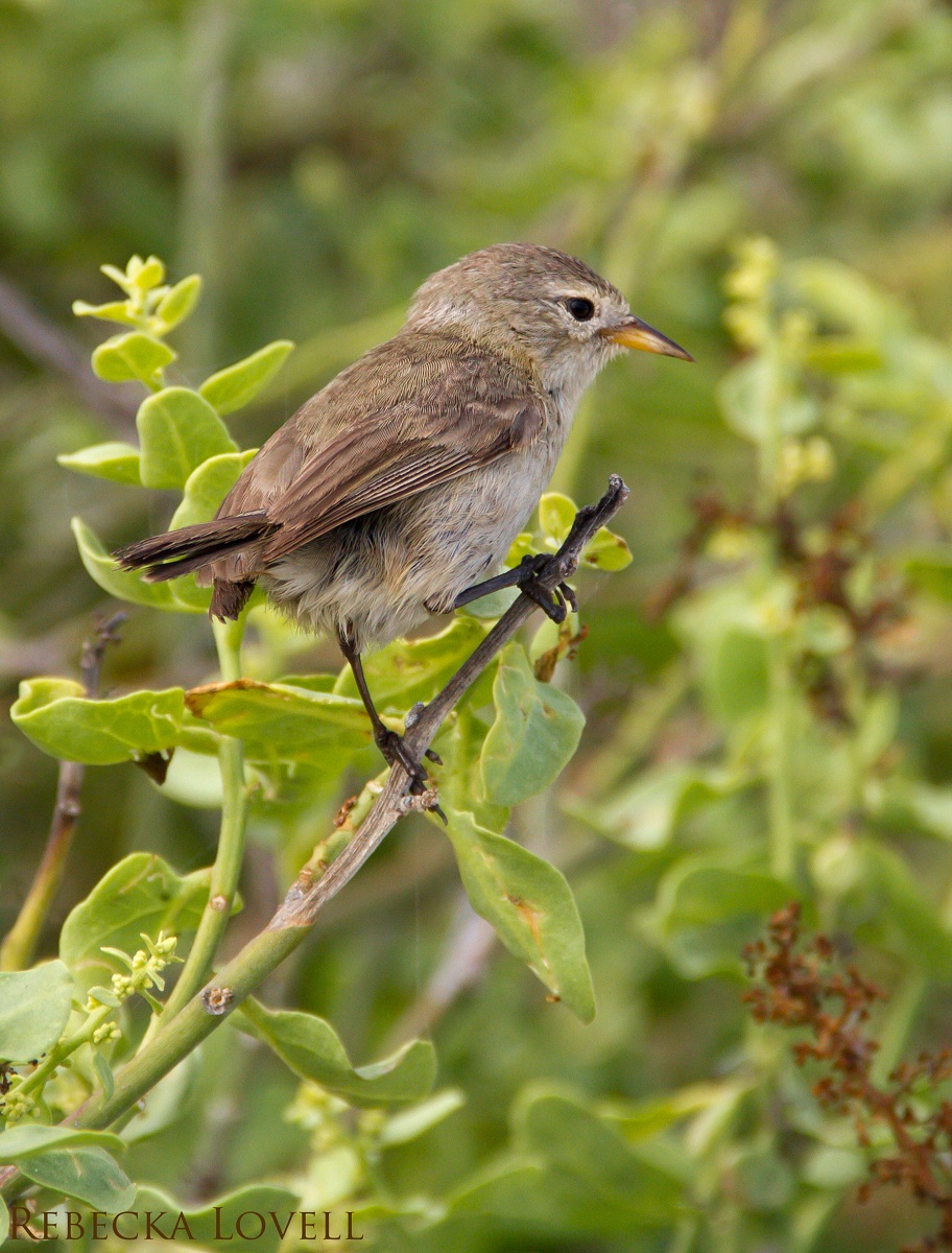 Warbler Finch