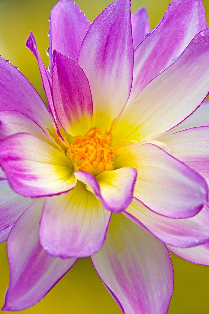  Dahlia 2