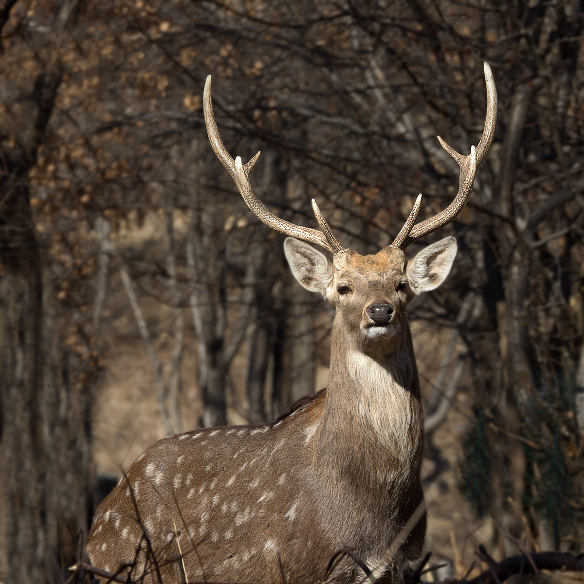Stag Gaze