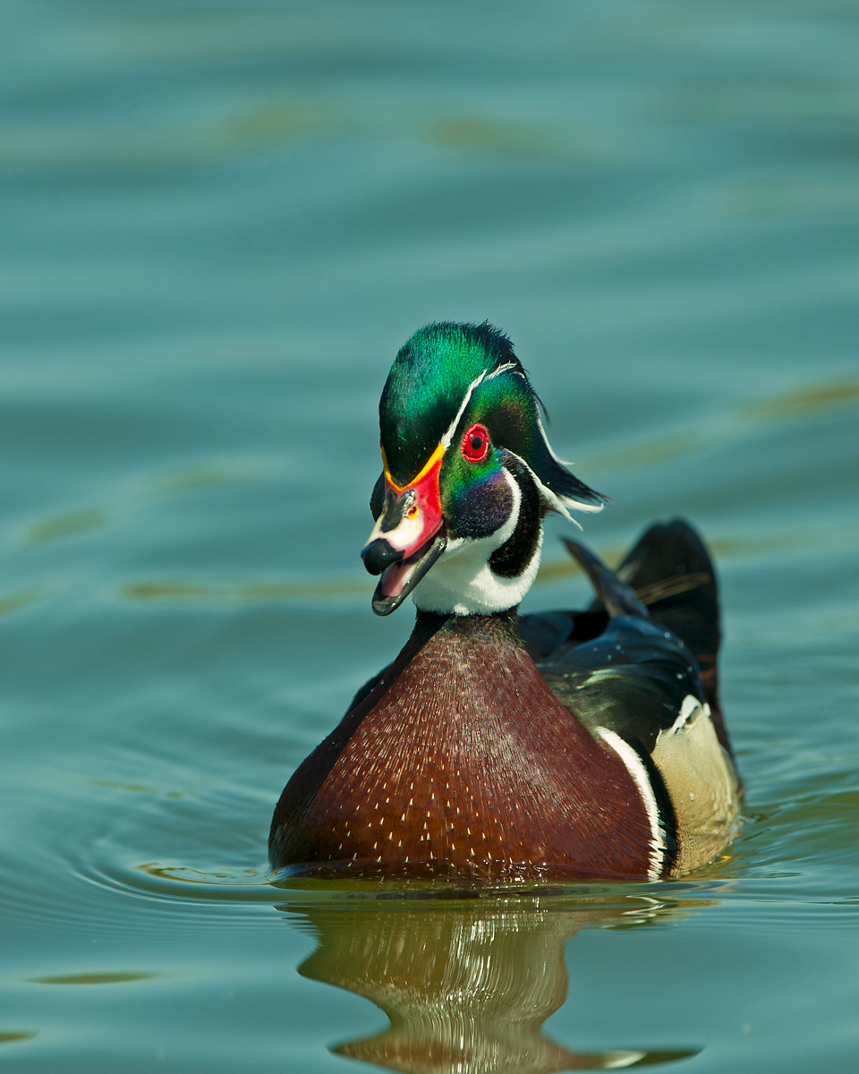 Wood Duck