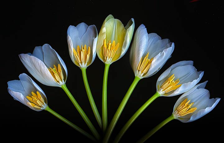 Tulip Fan